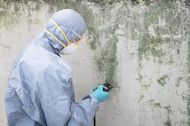 Environmental Consulting for Mold Prevention in Wilder, ID